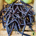 Haricot nain mangetout Purple Queen 50 grammes