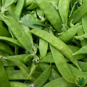 Graines de pois nain mangetout de Grâce aux cosses vert clair charnues