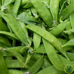 Pois nain mangetout de Grâce 60 grammes