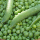 Gousses de pois nain Petit Provençal sur pied au potager
