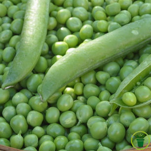 Gousses de pois nain Petit Provençal sur pied au potager
