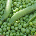 Pois nain Petit Provençal 60 grammes