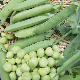 Cosses vertes du pois à rames Serpette verte de Malines sur tuteur