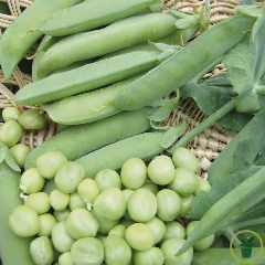 Pois à rames Serpette verte de Malines 60 grammes