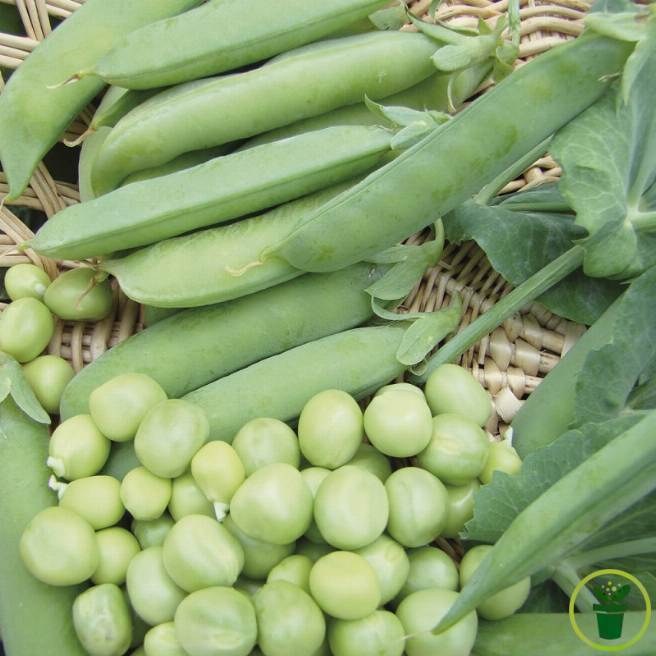 Cosses vertes du pois à rames Serpette verte de Malines sur tuteur