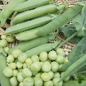 Pois à rames Serpette verte de Malines 60 grammes