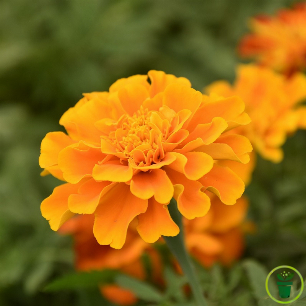 Graines de Tagète Œillet d'Inde Petite Orange aux fleurs doubles orange vif