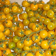Graines de tomate cerise jaune Graines-Semences.com