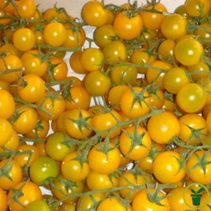 Graines de tomate cerise jaune Graines-Semences.com