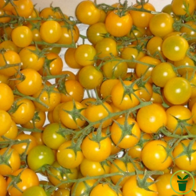 Graines de tomate cerise jaune Graines-Semences.com