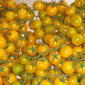 Tomate cerise Jaune 60 graines