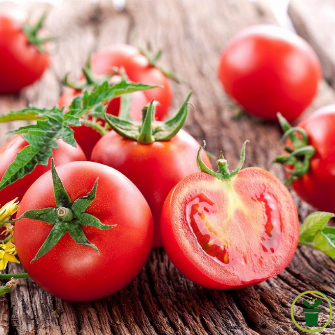 Graines de tomate naine Maja pour balcon et pot