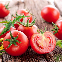 Graines de tomate naine Maja pour balcon et pot