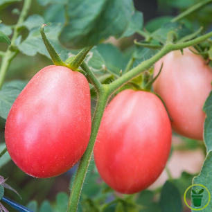 Graines de tomate cerise Pink Thai Egg rose
