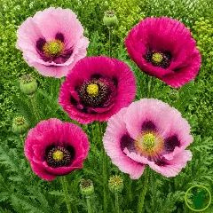 Pavot des jardins varié en fleurs, pétales soyeux multicolores au jardin