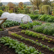 Potager en septembre avec semis de légumes d'automne et d'hiver