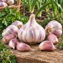 Ail à planter violet Germidour +/- 250 grammes