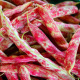Gousses rouge carmin et crème du haricot Coco Borlotto Langue de Feu