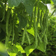 Gousses vertes de haricot à rames mangetout Neckarköningin sur pied grimpant