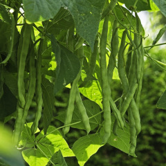 Haricot à rames Mangetout Neckarköningin 50 grammes