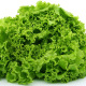 Graines de laitue batavia Lollo Bionda à feuilles frisées vertes