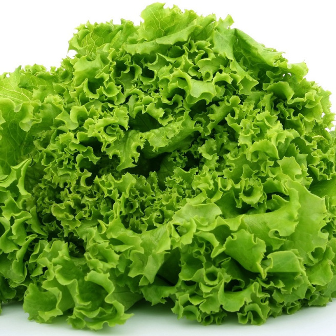 Graines de laitue batavia Lollo Bionda à feuilles frisées vertes