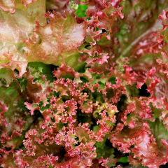 Laitue à couper Lollo Rossa 2 grammes