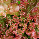 Laitue à couper Lollo Rossa 2 grammes