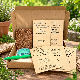 Fleurs vivaces rampantes  – pack de 5 variétés