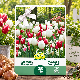 Mélange de Tulipes et Narcisses Breughel – 25 bulbes