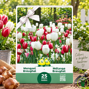 Mélange de Tulipes et Narcisses Breughel – 25 bulbes