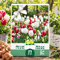 Mélange de Tulipes et Narcisses Breughel – 25 bulbes