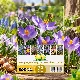 Mélange de bulbes SOS Abeilles à floraison hâtive – 70 bulbes