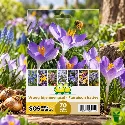 Mélange de bulbes SOS Abeilles à floraison hâtive – 70 bulbes