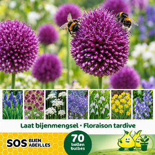 Mélange de bulbes SOS Abeilles à floraison tardive – 70 bulbes