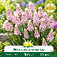 Muscari Pink Sunrise – 10 bulbes