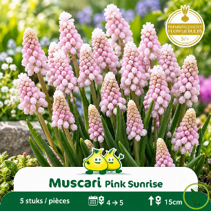 Muscari Pink Sunrise – 10 bulbes