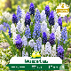 Muscari Mélange – 10 bulbes