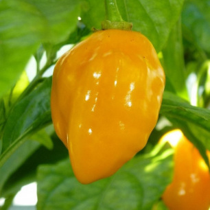 Graines de piment Habanero Lemon jaune citronné à semer au potager