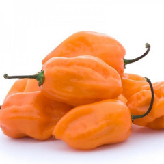 Piment Habanero Orange 25 graines