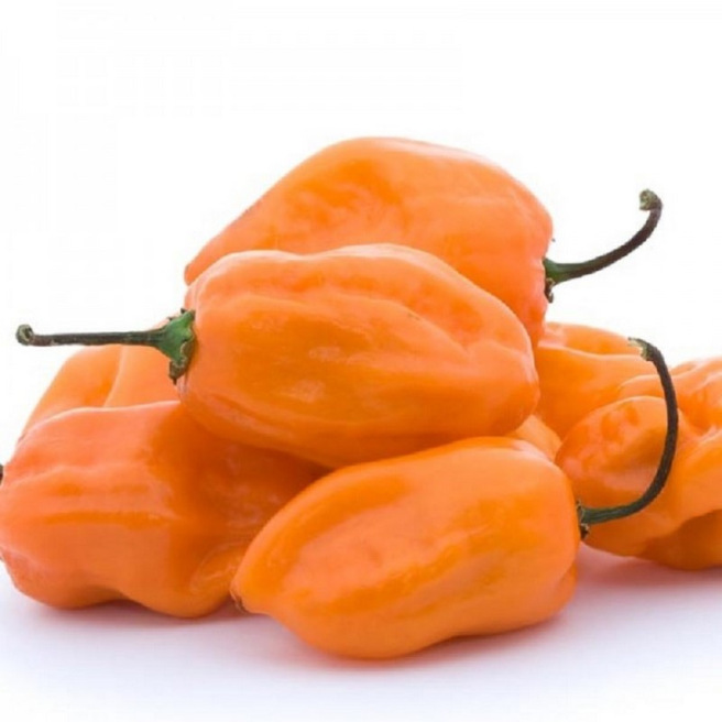 Graines de piment Habanero Orange productif à semer au potager