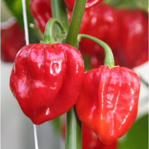 Graines de piment Habanero Rouge intense à semer au potager