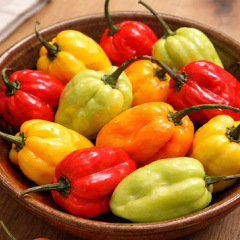 Piment Habanero Mélange de Couleurs 25 graines