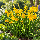 Narcisse botanique « Tête à Tête » – Sachet de 5 bulbes