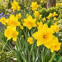 Narcisses (Jonquilles) – Sachet de 5 bulbes