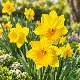 Narcisse Golden Harvest – Sachet de 5 bulbes