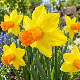 Narcisse botanique « Jetfire » – Sachet de 5 bulbes