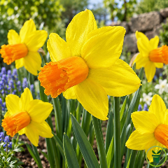 Narcisse botanique « Jetfire » – Sachet de 5 bulbes