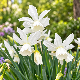 Narcisse botanique « Thalia » – Sachet de 5 bulbes