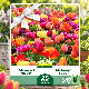Tulipes en mélange de couleurs – 25 bulbes